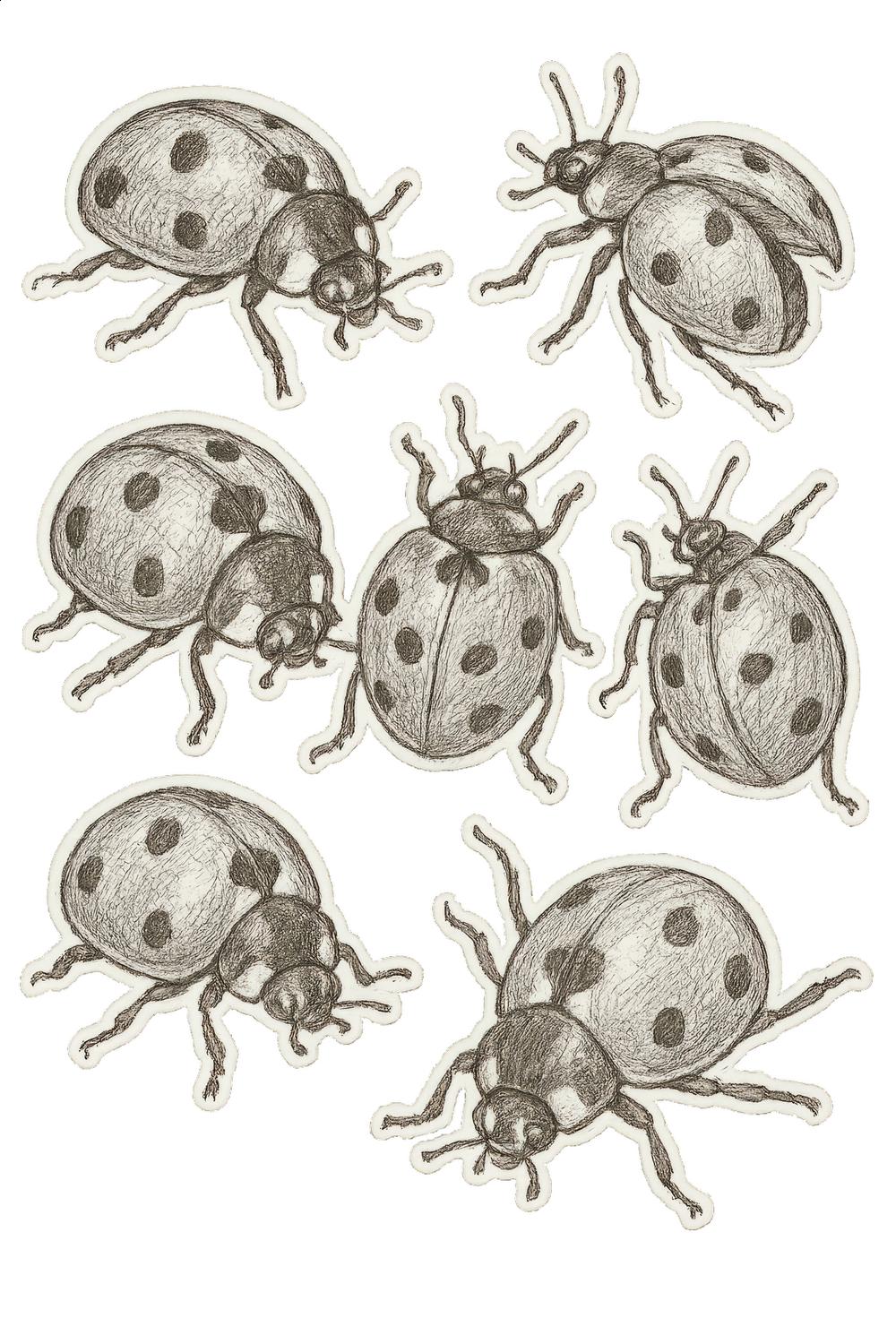 Vintage Ladybug Illustration Art Print, Antique Style Beetle Drawing, Nature Inspired Wall Decor, Insect Artwork for Home